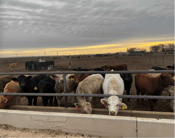 Dairy cows in barn